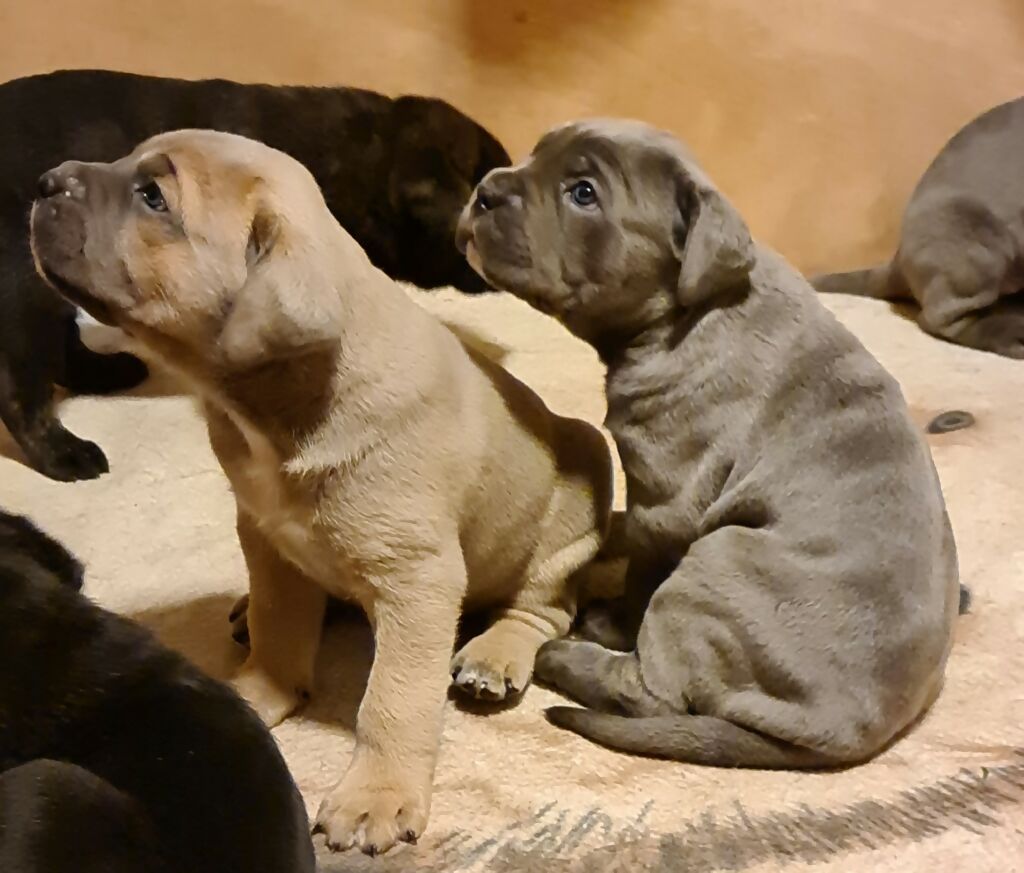 CHIOTS CANE CORSO