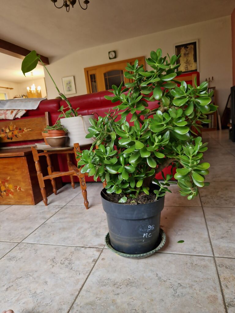 Belle crassula vigoureuse